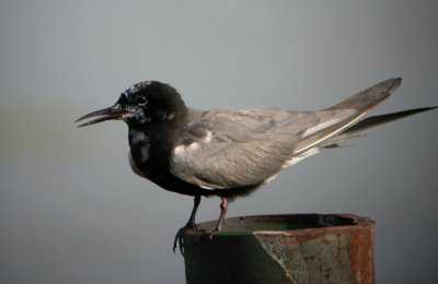 Black Tern 4