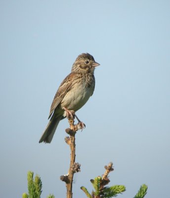 Vesper Sparrow 2