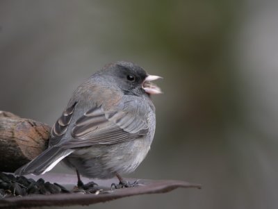 Dark-Eyed Junco