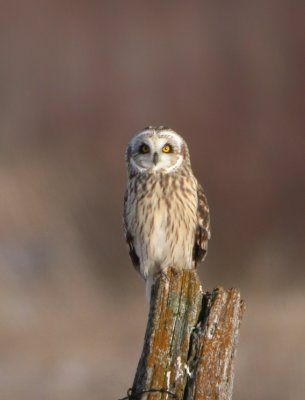 Short-Eared Owl 4