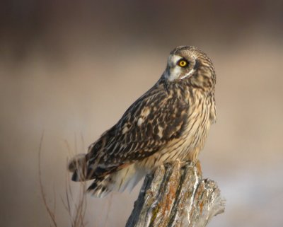 Short-Eared Owl 3