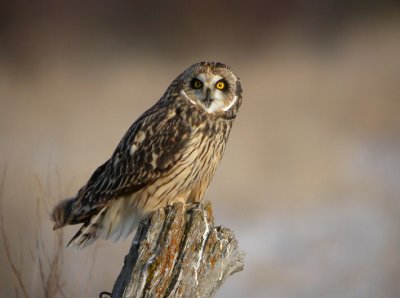 Short-Eared Owl 2