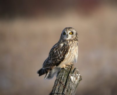 Short-Eared Owl 5