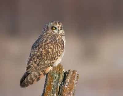 Short-Eared Owl 6