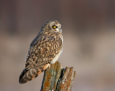 Short-Eared Owl 7