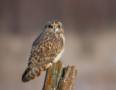 Short-Eared Owl 8