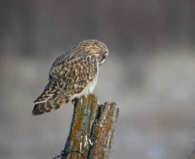 Short-Eared Owl 10