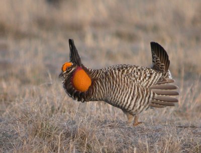 Greater-Prairie Chicken