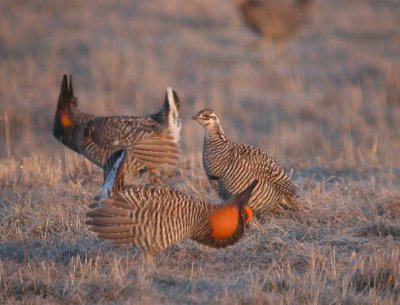 Greater Prairie-Chicken 2