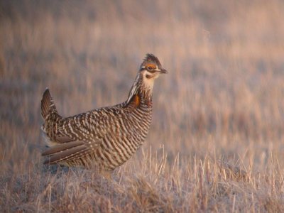 Greater Prairie-Chicken 4