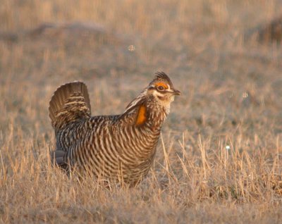 Greater Prairie-Chicken 5