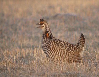 Greater Prairie-Chicken 6