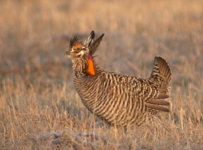 Greater Prairie-Chicken 7