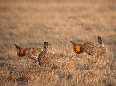 Greater Prairie-Chicken 10