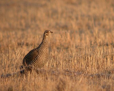 Greater Prairie-Chicken 11
