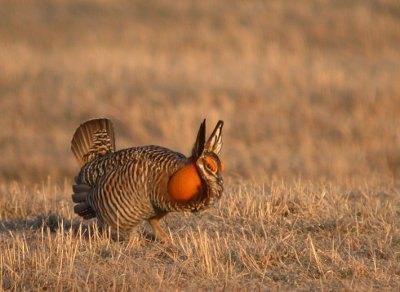 Greater Prairie-Chicken 12