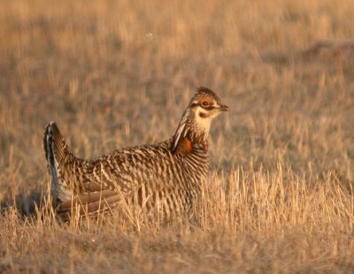 Greater Prairie-Chicken 14