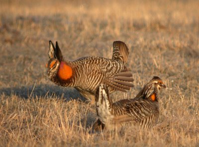 Greater Prairie-Chicken 15