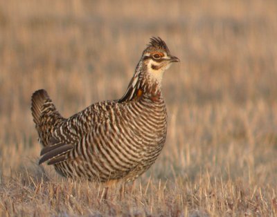 Greater Prairie-Chicken 16