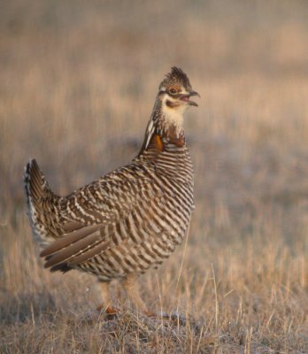 Greater Prairie-Chicken 18