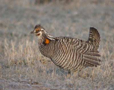 Greater Prairie-Chicken 20