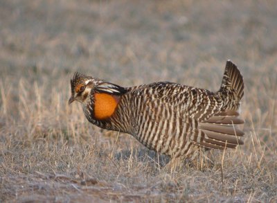 Greater Prairie-Chicken 22