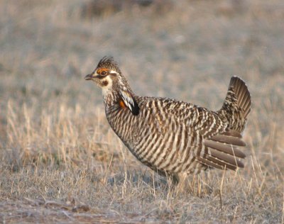 Greater Prairie-Chicken 23