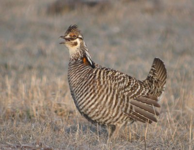 Greater Prairie-Chicken 24