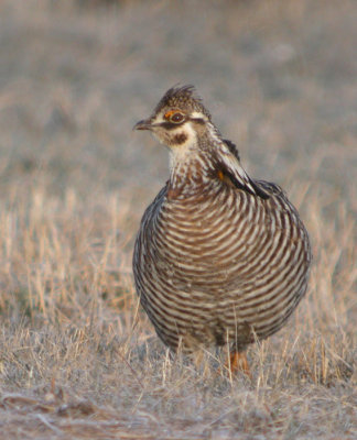 Greater Prairie-Chicken 25