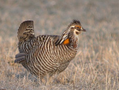 Greater Prairie-Chicken 26