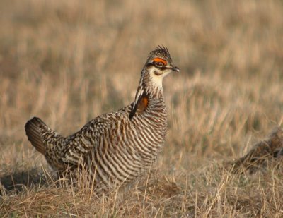 Greater Prairie-Chicken 29