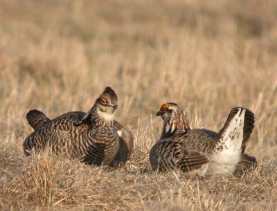 Greater Prairie-Chicken 30