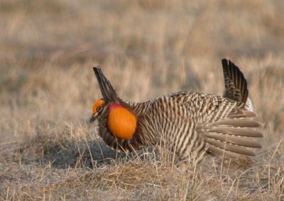 Greater Prairie-Chicken 31