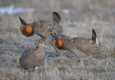 Greater Prairie-Chicken 32