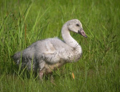 Trumpeter Swan 3