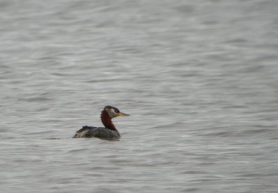 Red-necked Grebe