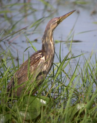 American Bittern 2