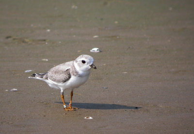 Piping Plover 8