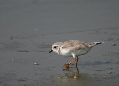 Piping Plover 10