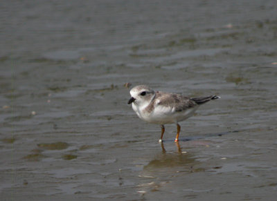 Piping Plover 11