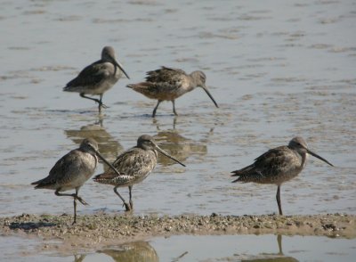 Long-billed Dowitcher 3