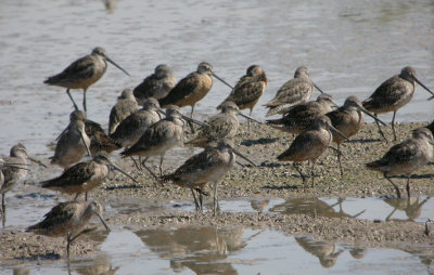 Long-billed Dowitcher 4