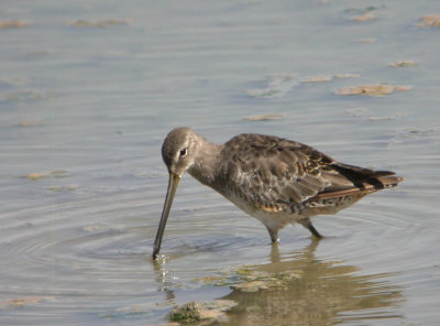 Long-billed Dowitcher 6