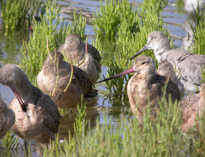 Marbled Godwits & Willets