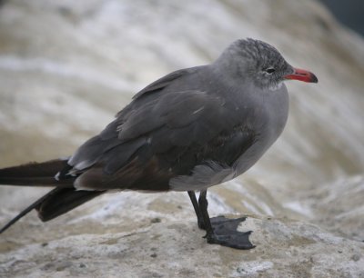 Heermann's Gull