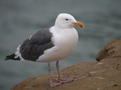 Western Gull