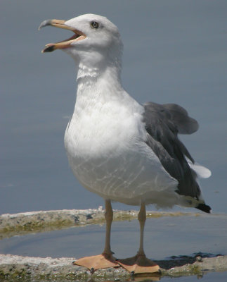 Yellow-footed Gull 3