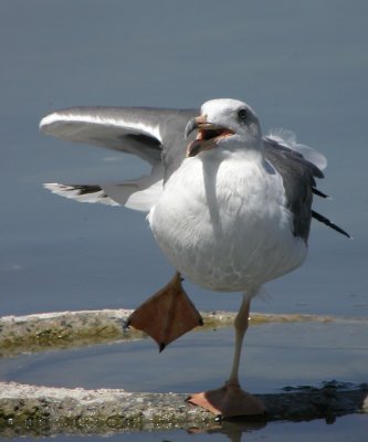 Yellow-footed Gull 5
