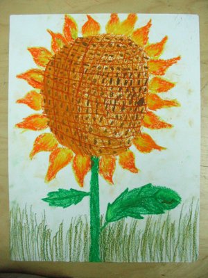 Sunflower, Ying, age:4