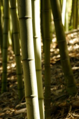 _MG_2472.jpg